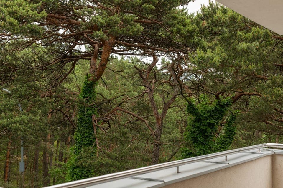 Spring, Day, Natural landscape, Garden, View (from property/room), Balcony/Terrace, Garden view