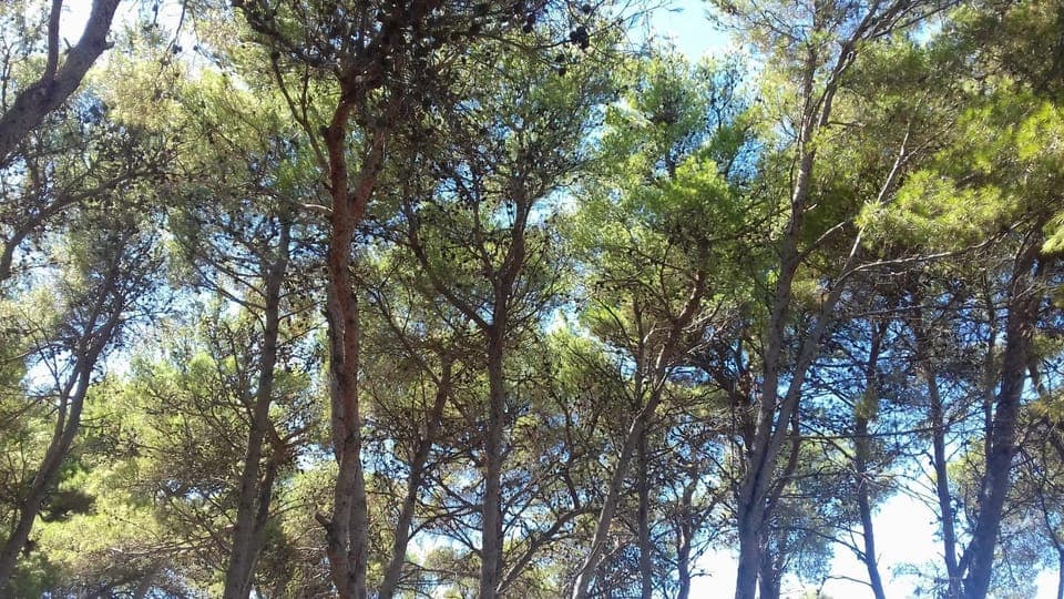 Natural landscape