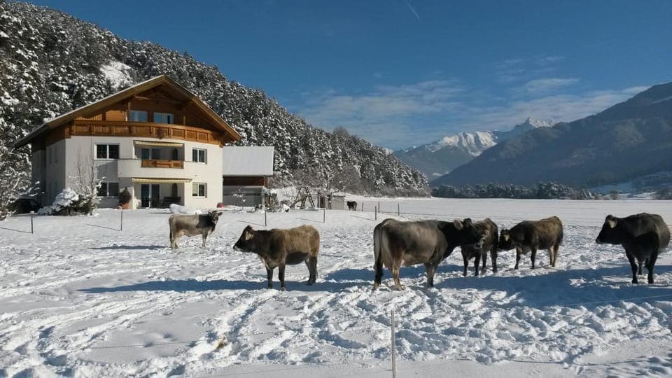 Natural landscape, Winter, Animals