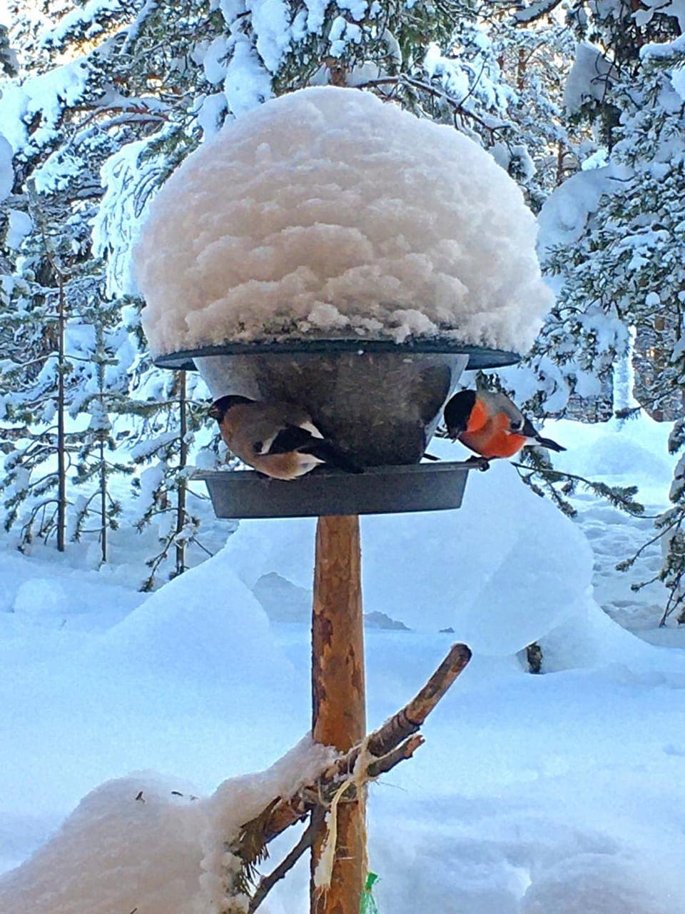 Natural landscape, Winter