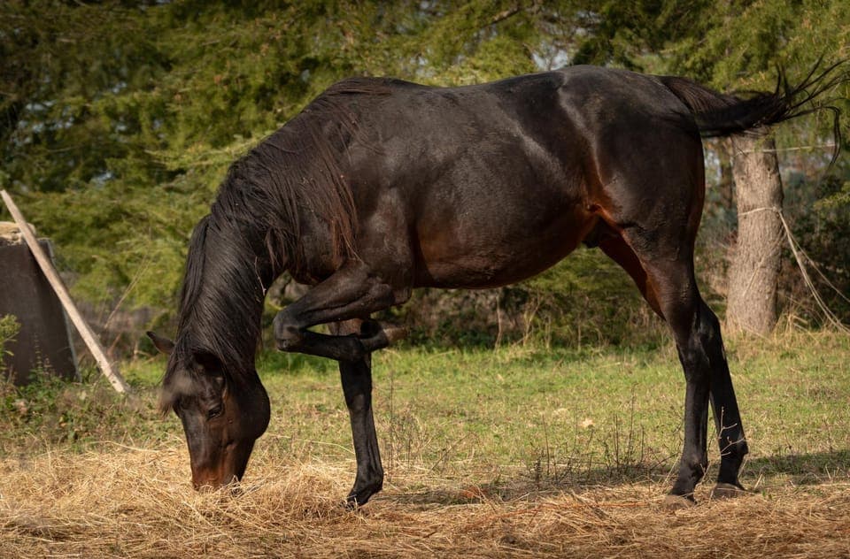 Activities, Activities, Horse-riding, Horse-riding, Animals