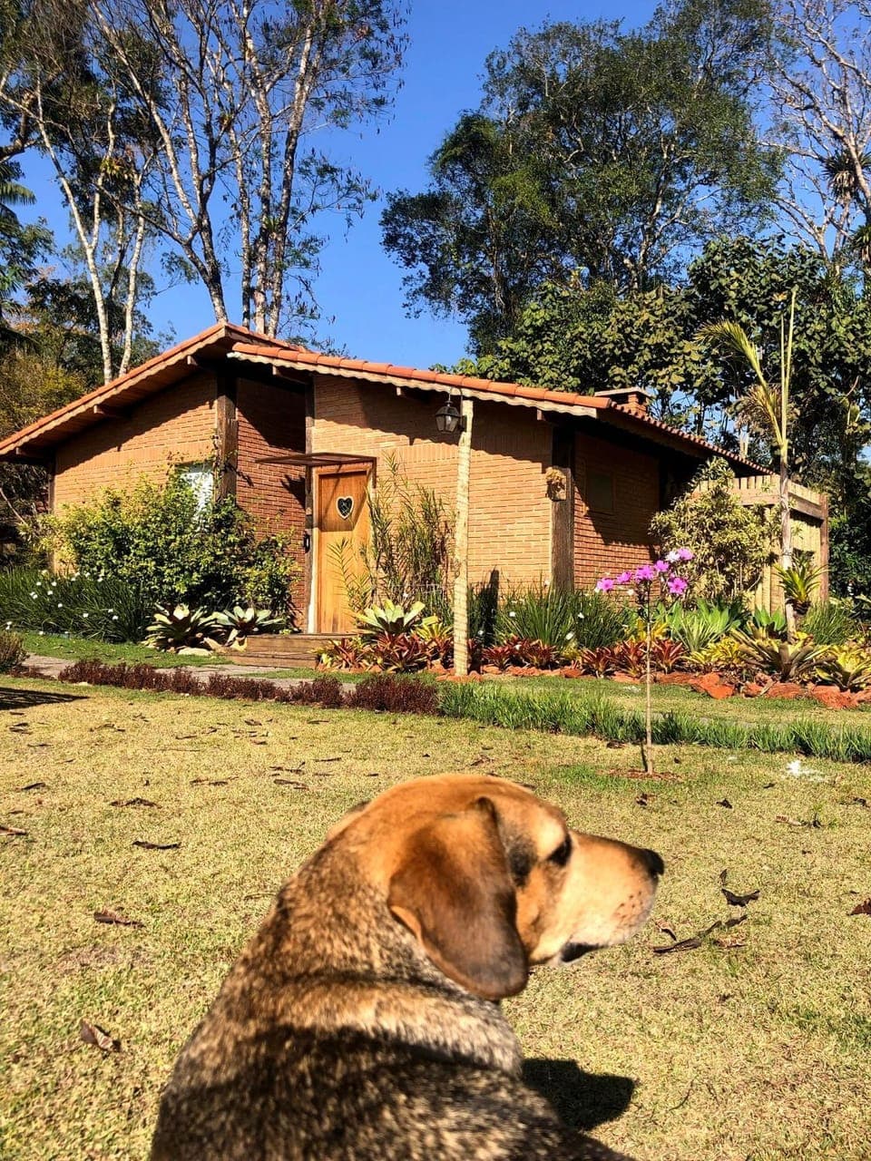 Garden, Animals, Pets