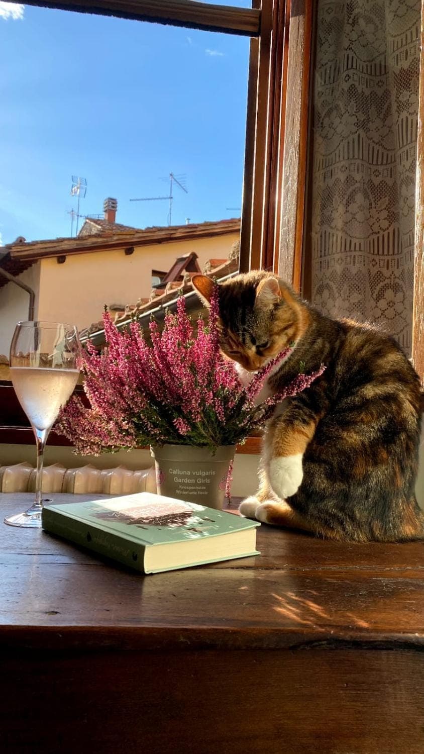 View (from property/room), Pets, City view, furniture, pet friendly