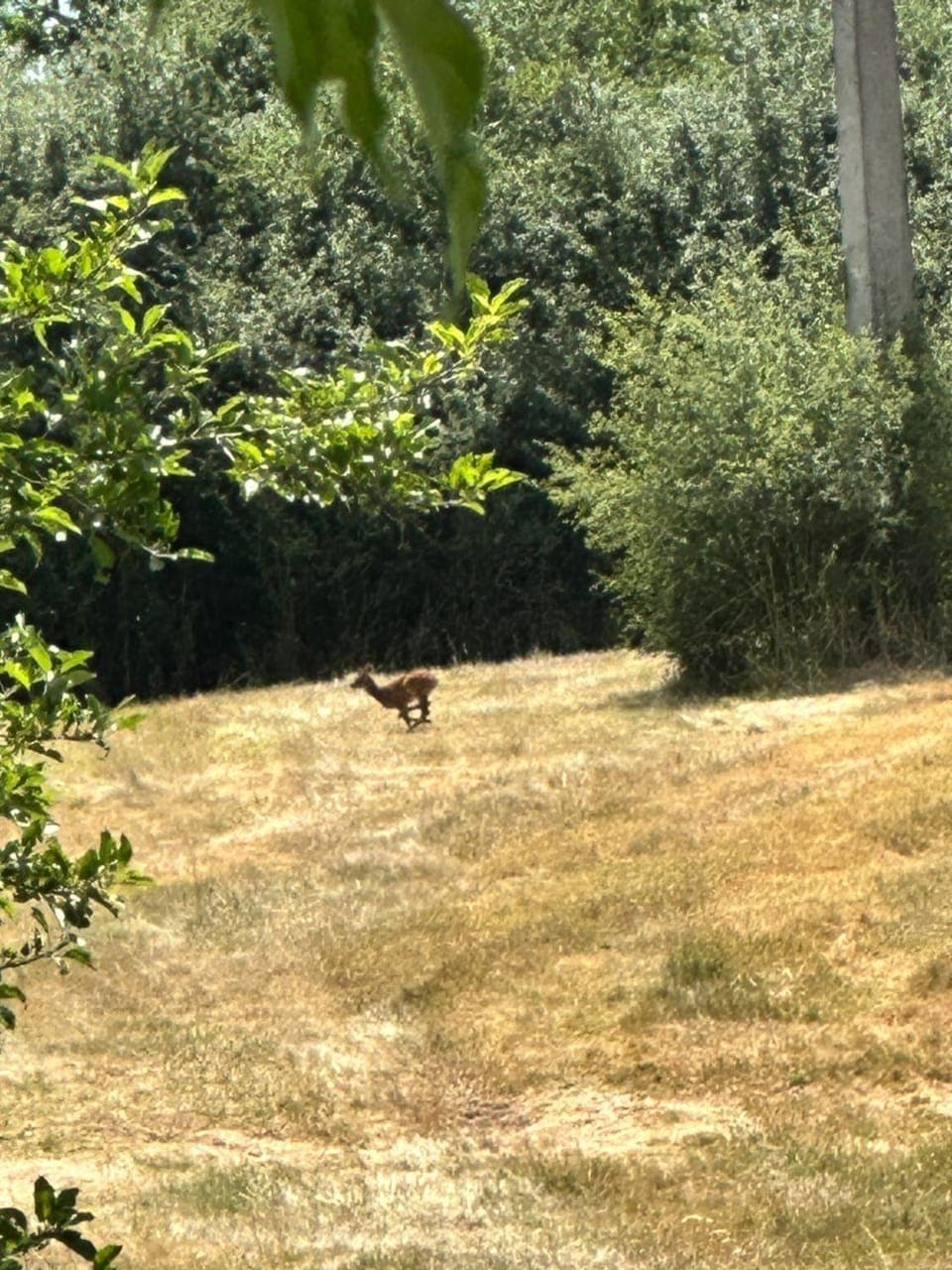Property building, Natural landscape, Garden