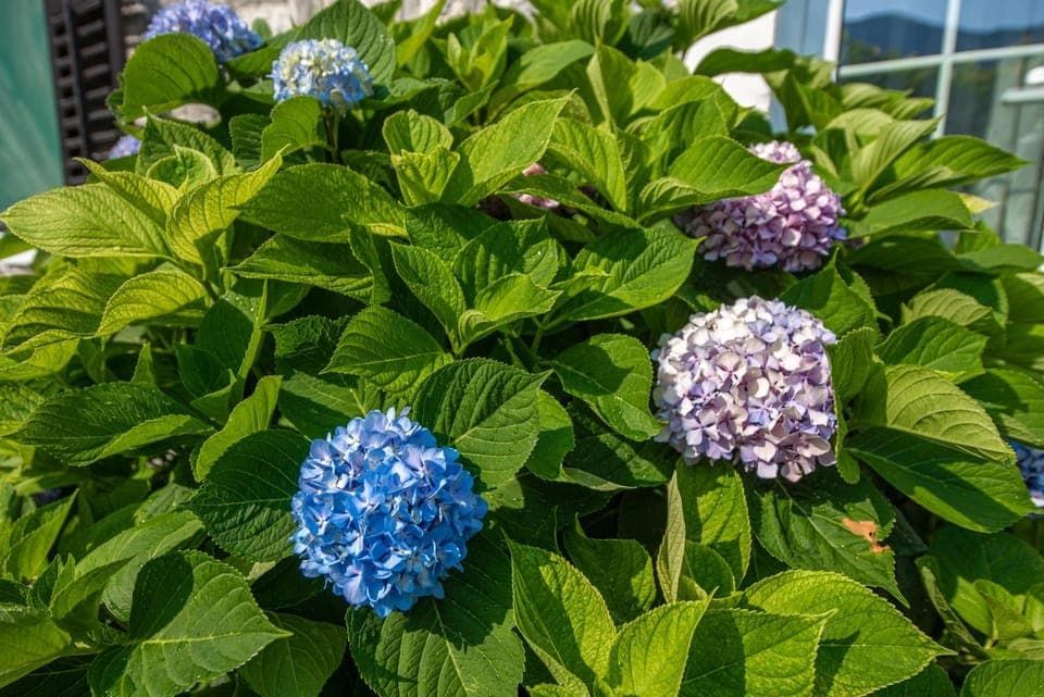 Inner courtyard view