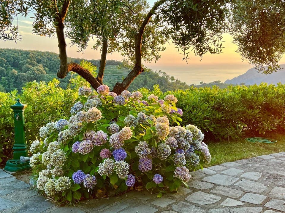 Natural landscape, Garden