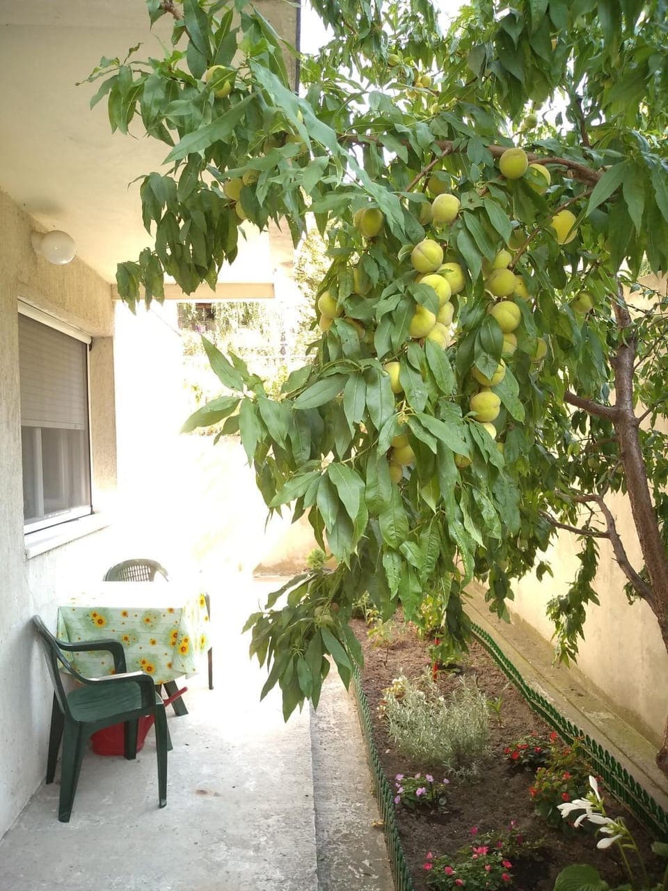 Property building, Facade/entrance, Garden