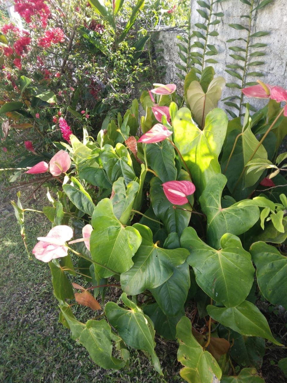 Garden, Garden view