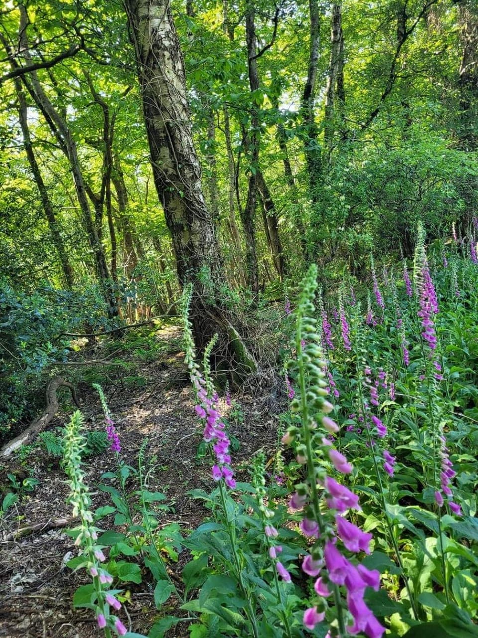 Garden view, Garden view