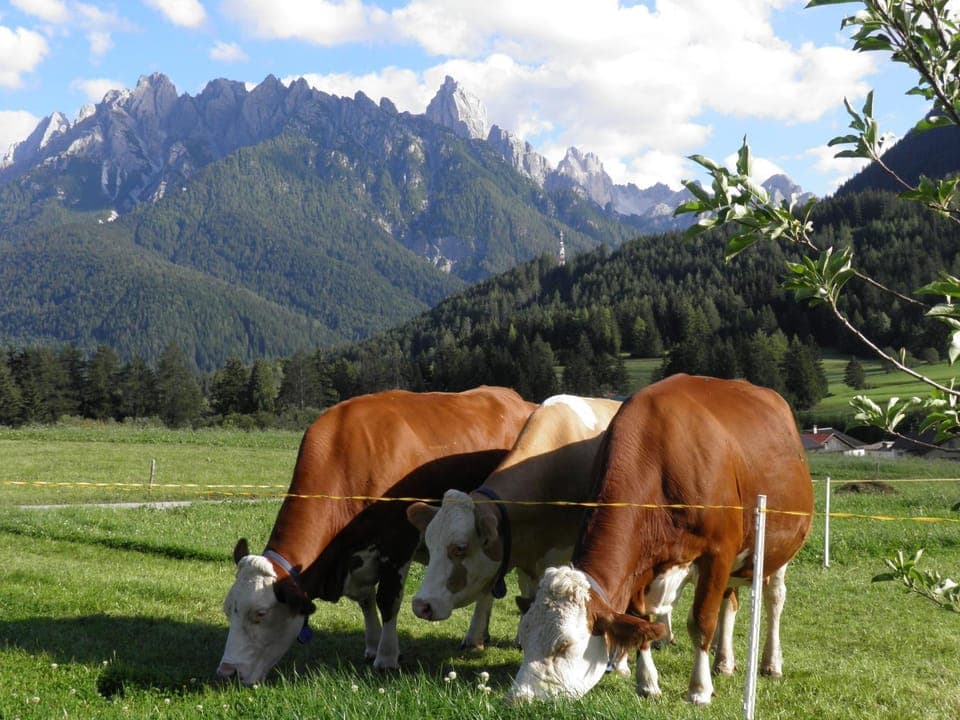 On site, Mountain view