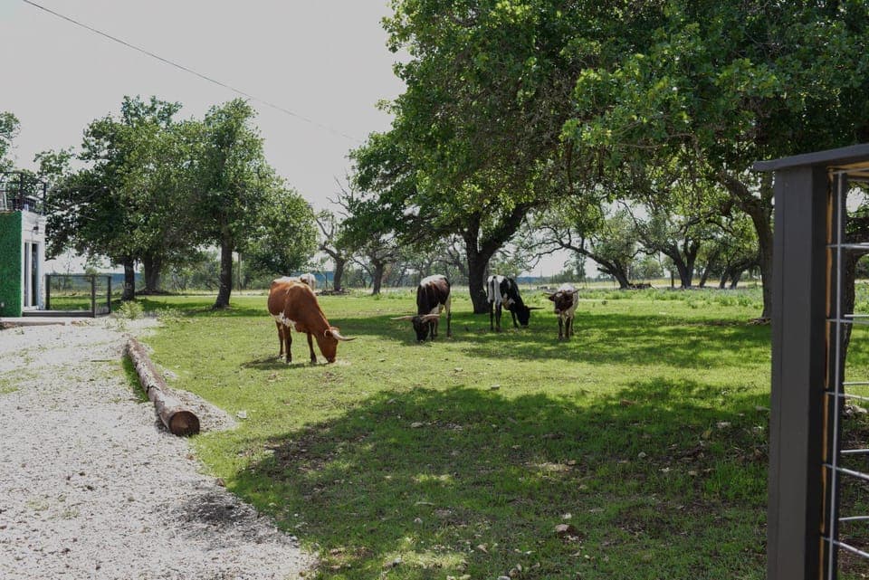 Day, Natural landscape, Animals