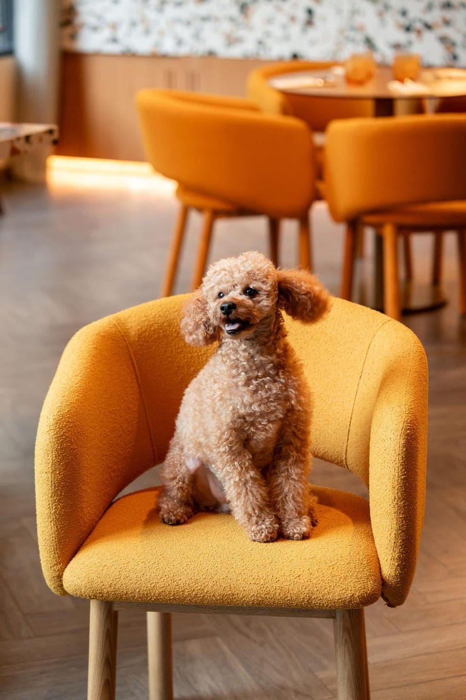 Pets, pet friendly, pet friendly