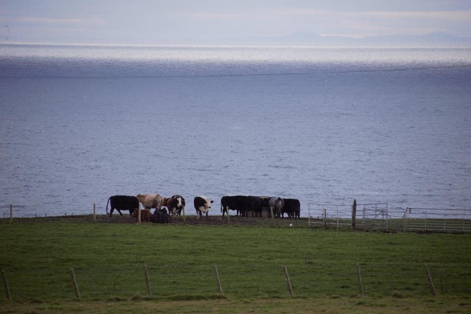 Natural landscape, Animals