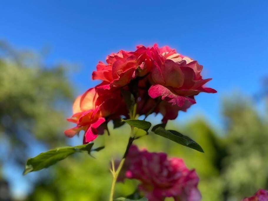 Day, Garden, Garden view