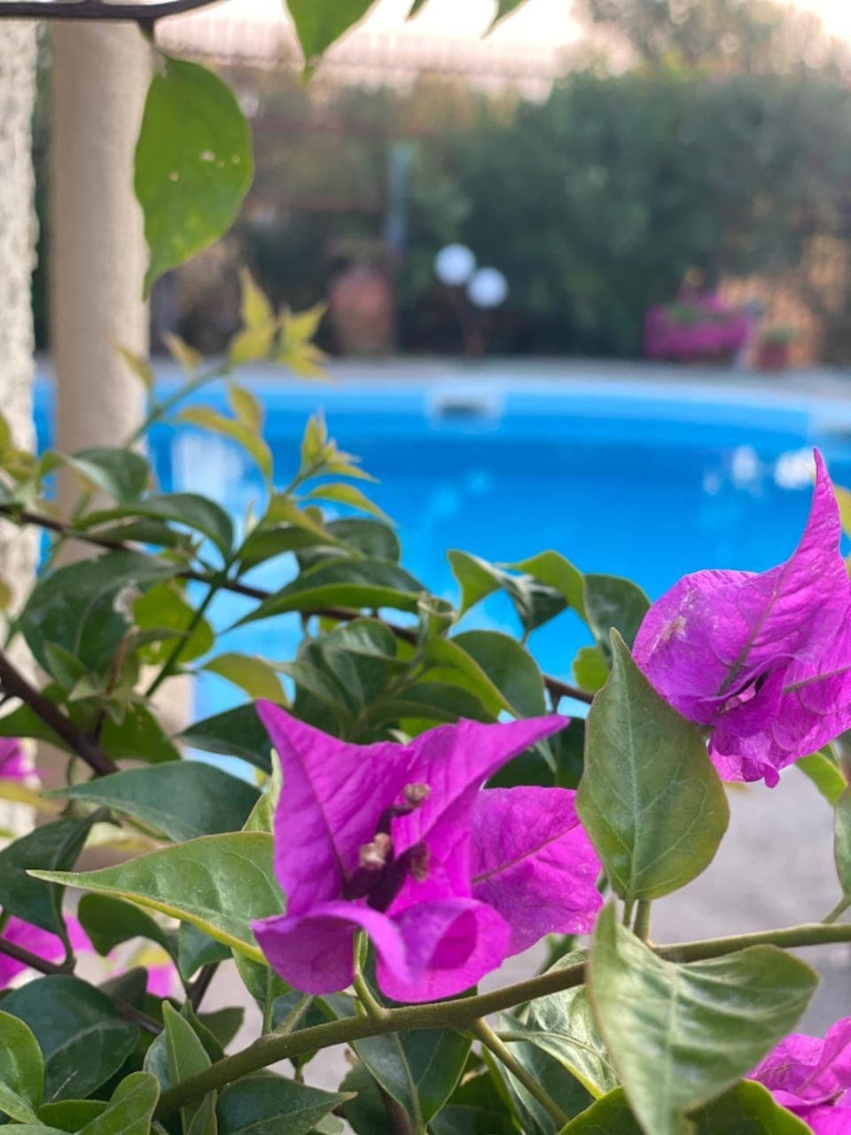 Spring, Pool view, Swimming pool