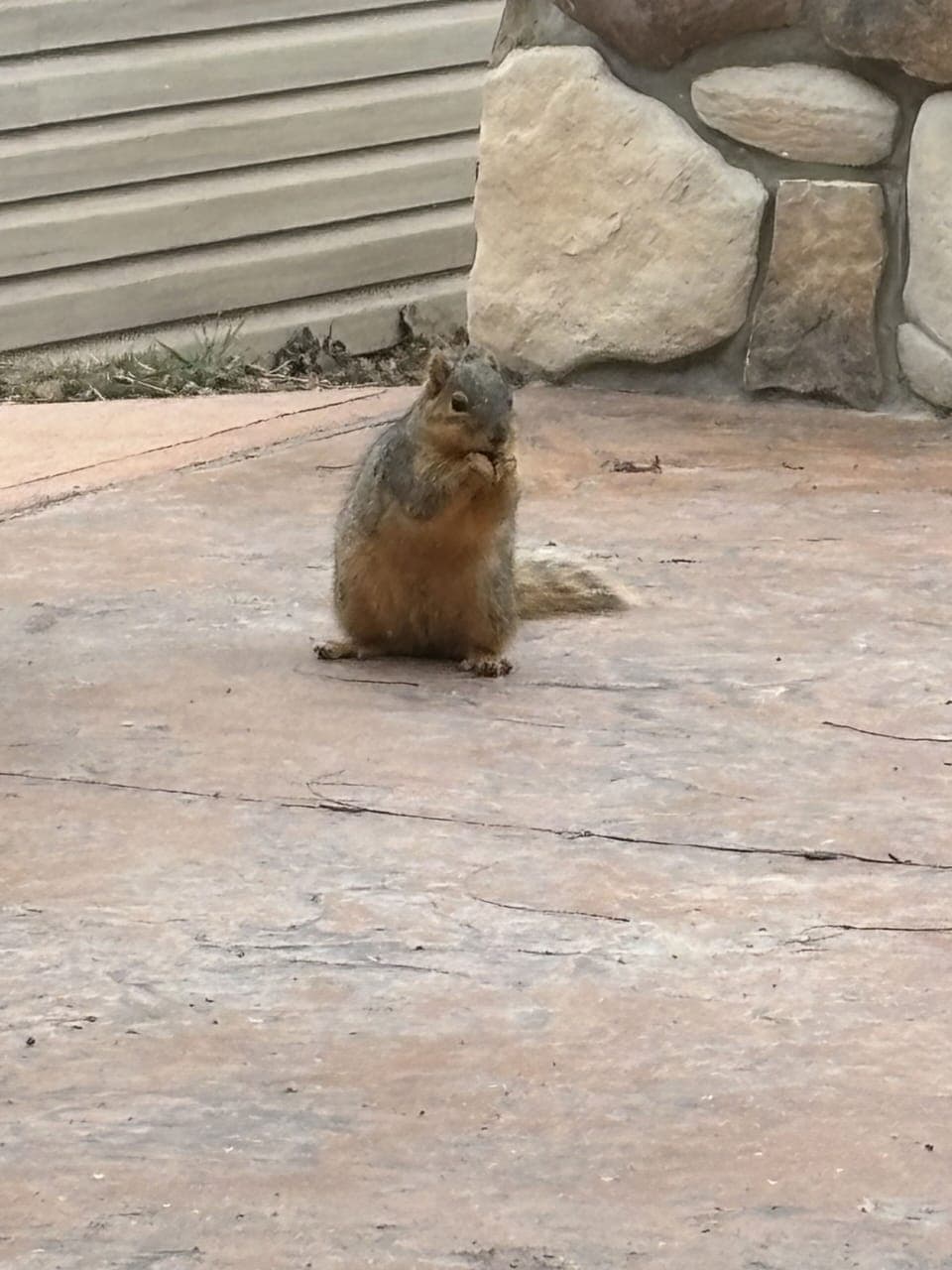 Squirrel on patio