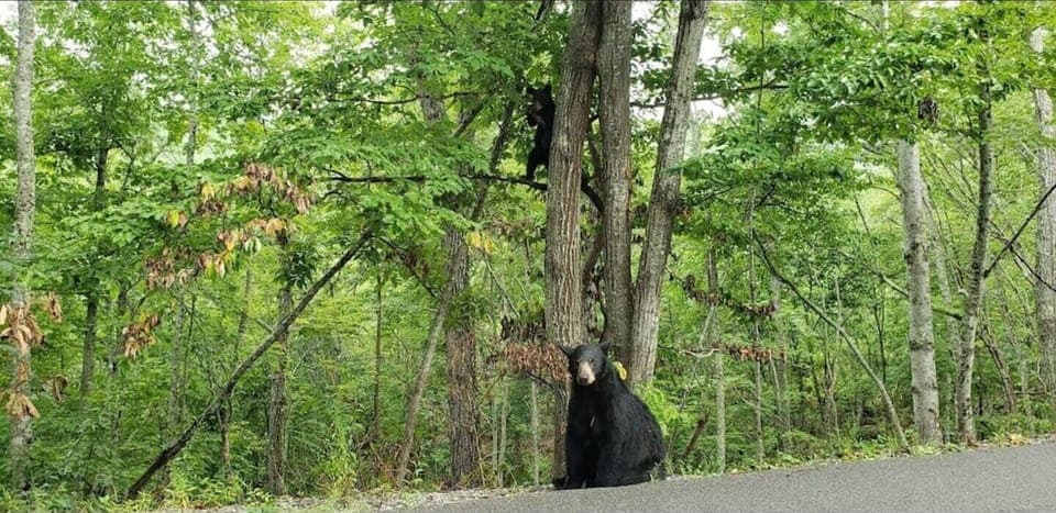 wildlife and outdoor