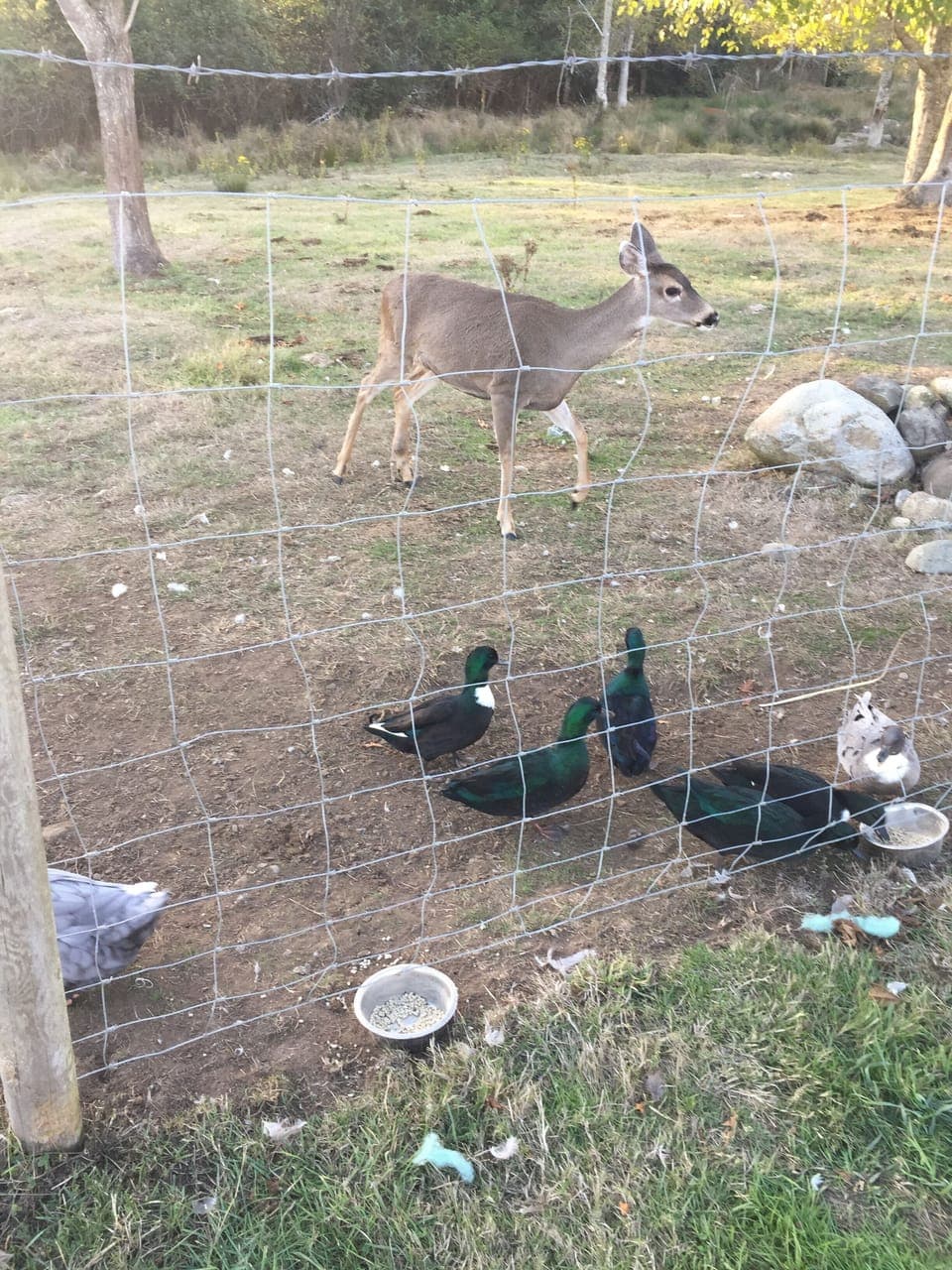 The Ducks with a visitor 