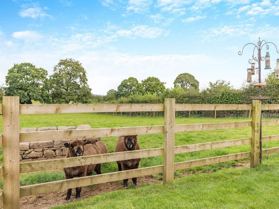 Surrounding area | Sheep Meadow, Wetley Rocks, near Leek