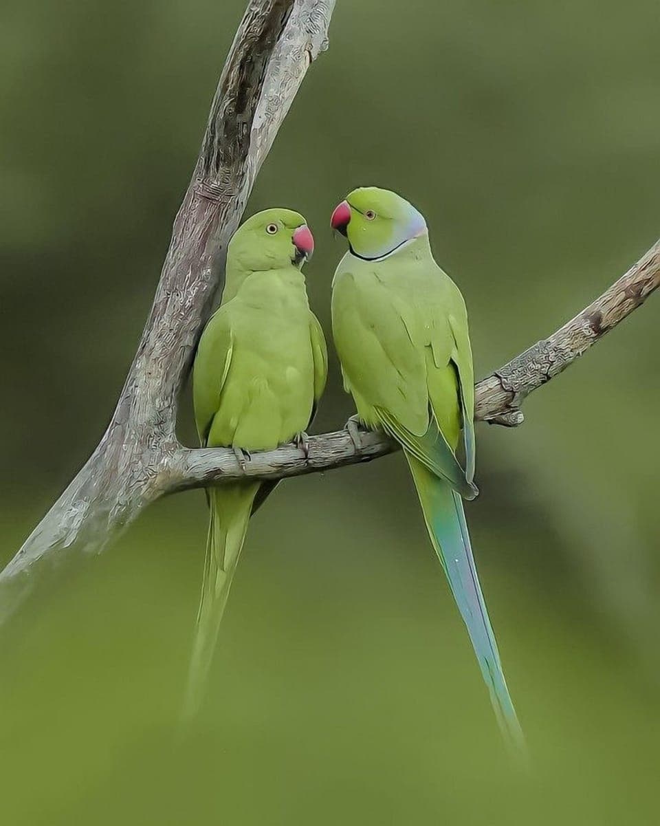 108-cm flat-screen TV with digital channels, Netflix, streaming services