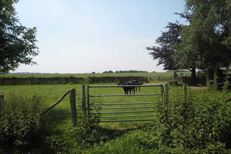 Region [summer] (>5 km)