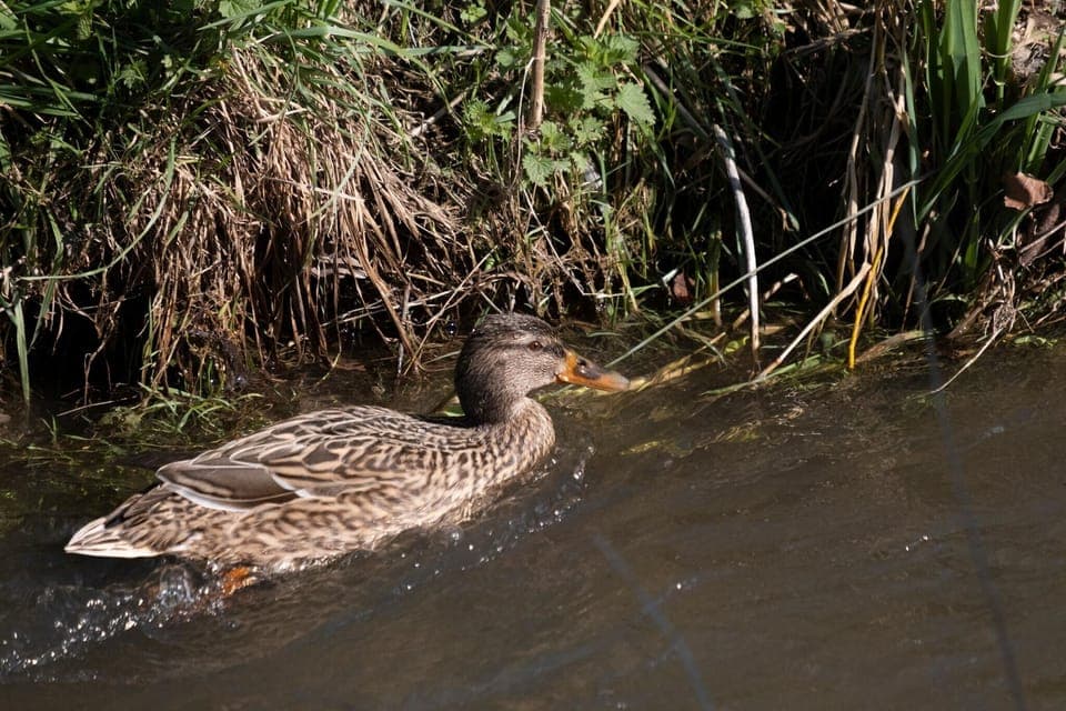 Immediate Surroundings [summer] (<1 km)