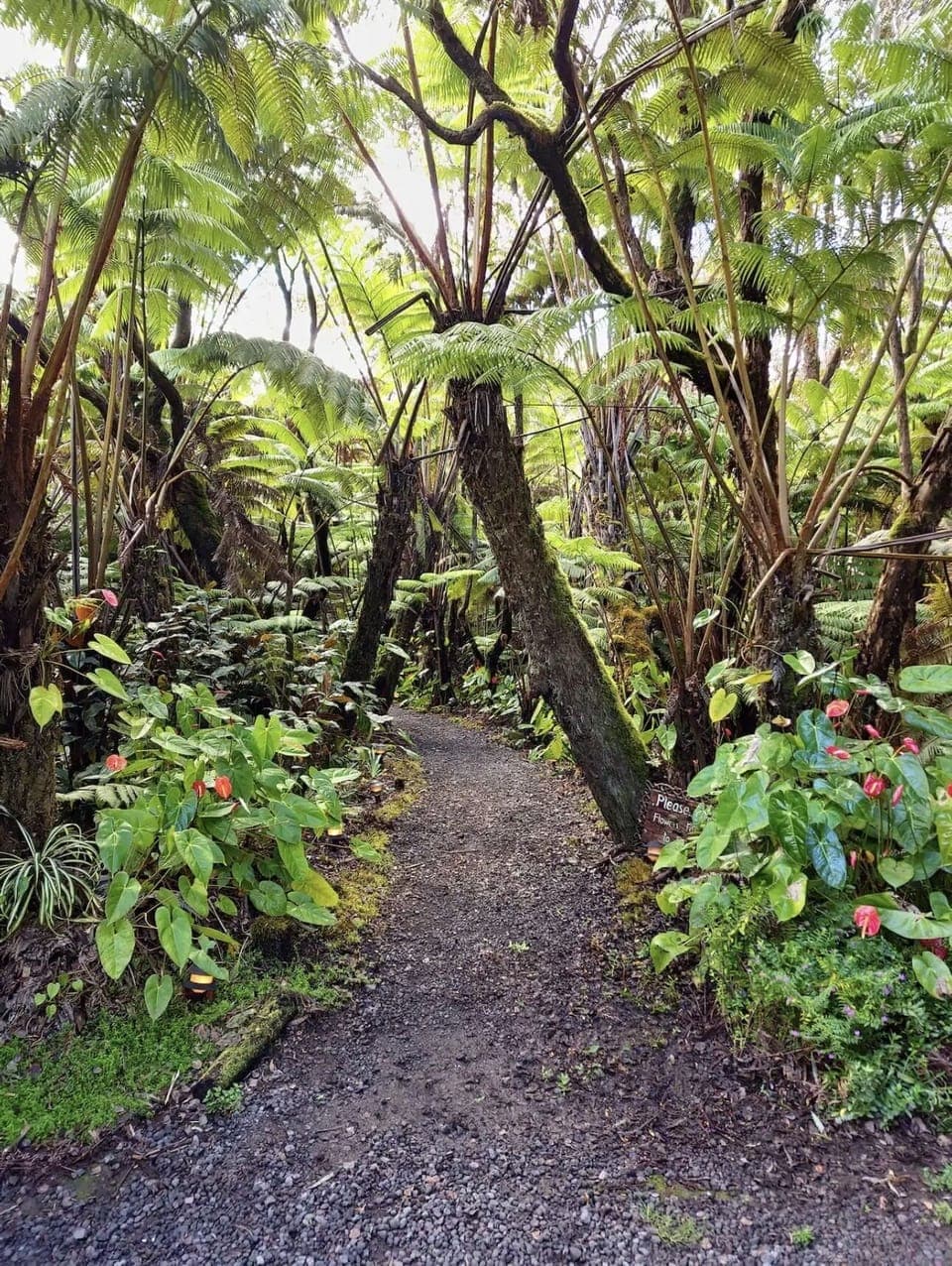 Entrance if the lush tropical trial that will lead you to your rooms. 