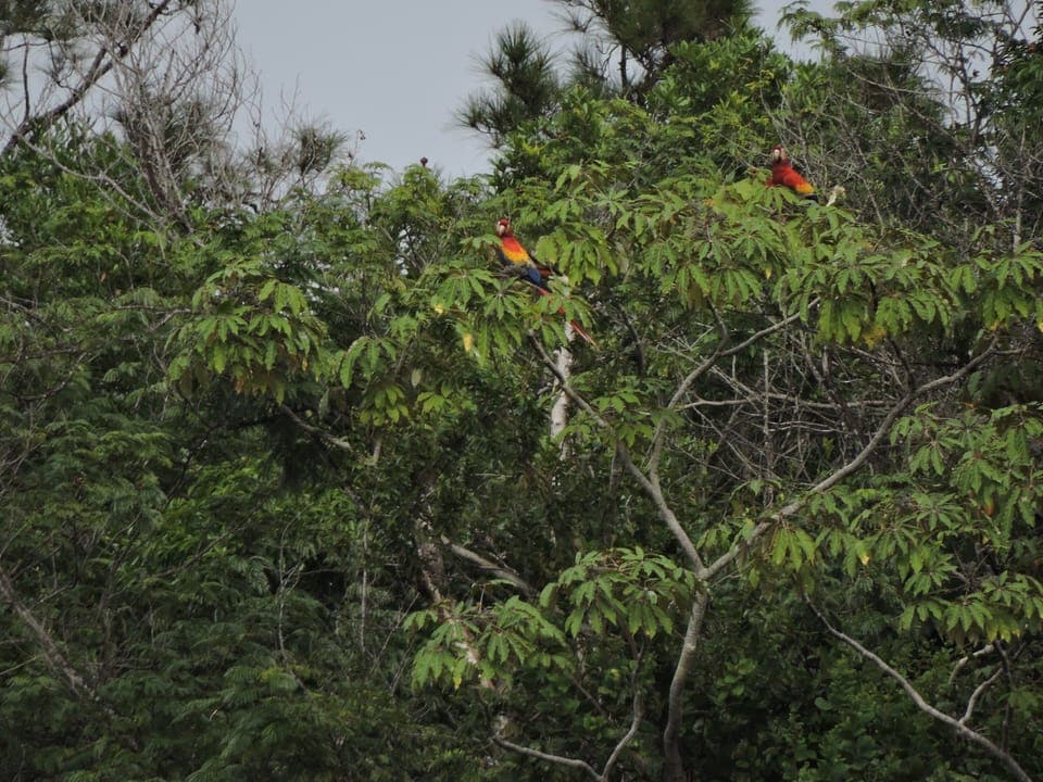 scarlet macaw tour