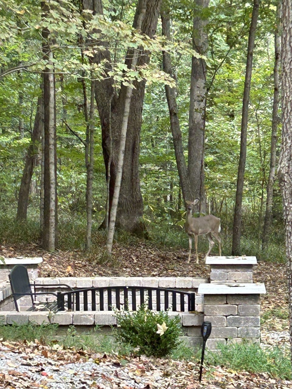 Wildlife galore. A daily visit from the deer.
