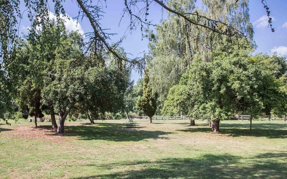 Garden view with our apple trees