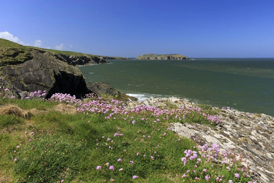 Spring flowers on Ceredigion Coast
