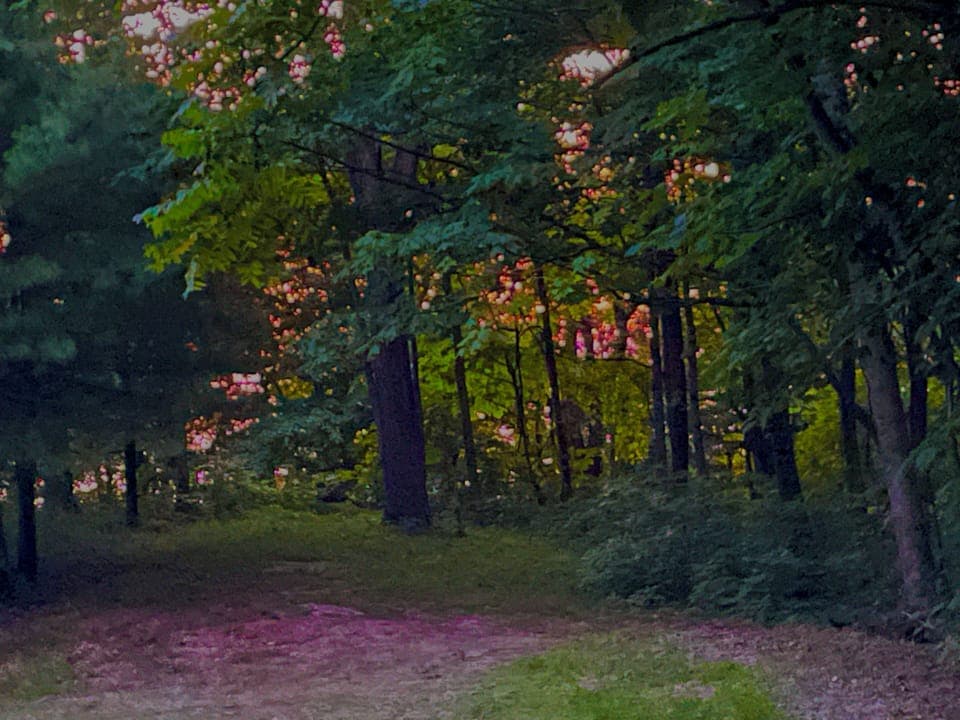 Ever watched a sunset through the forest trees?