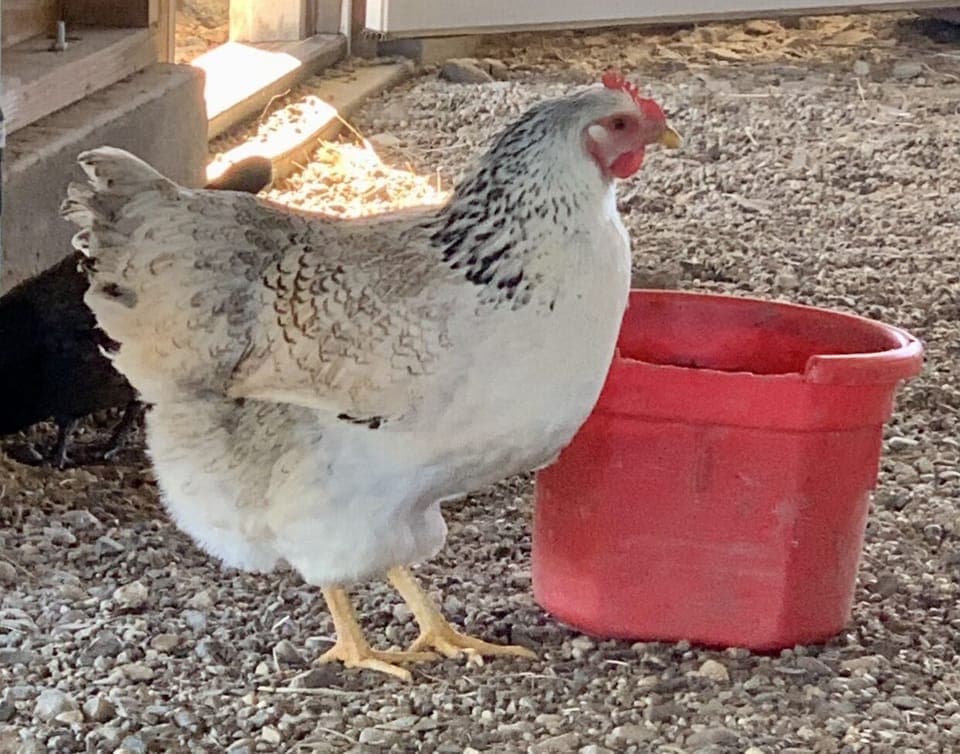 We have around 30 very friendly chickens here on the farm that love attention.