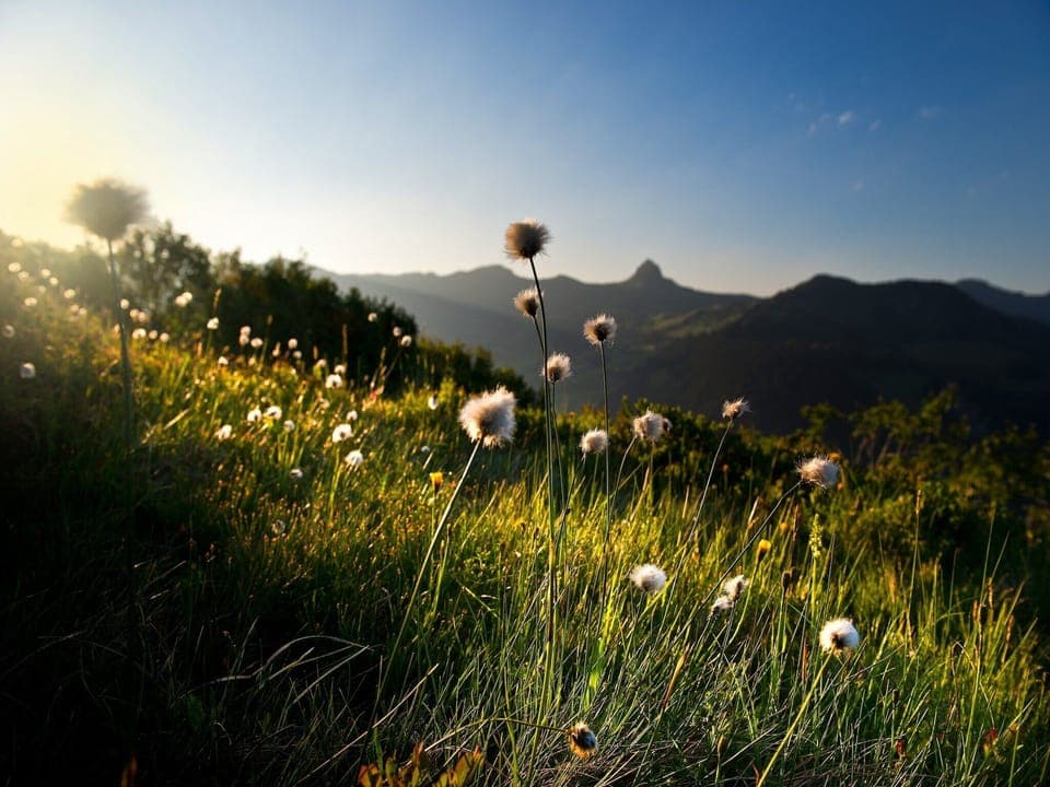 Region [summer] (>5 km)