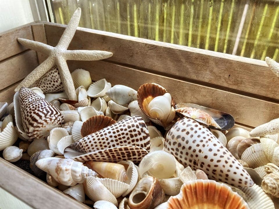 Grey Whale - She sells seashells by the Mendocino sea shore