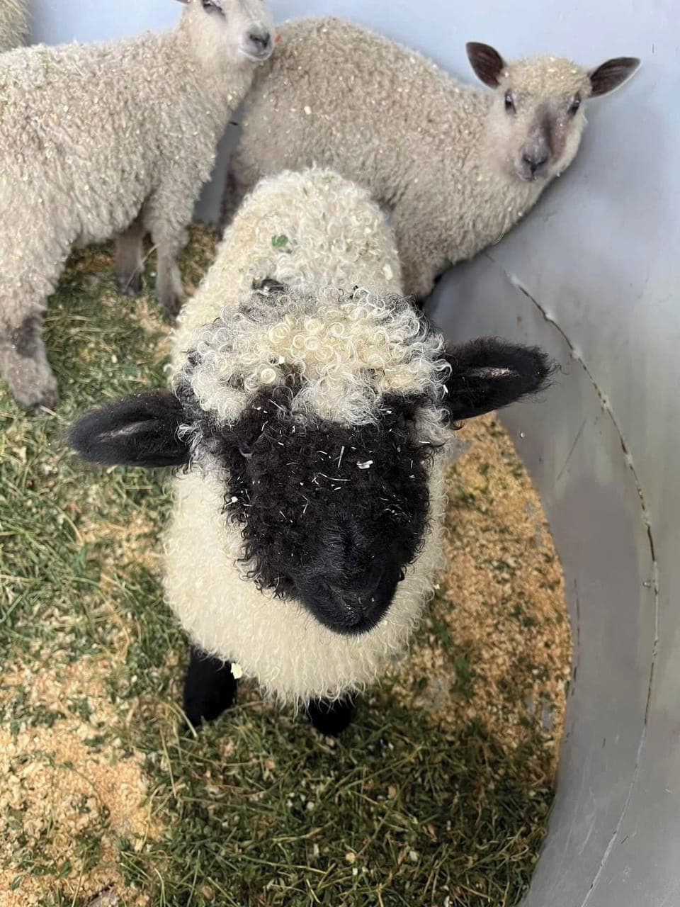 Fig when he was just a baby!