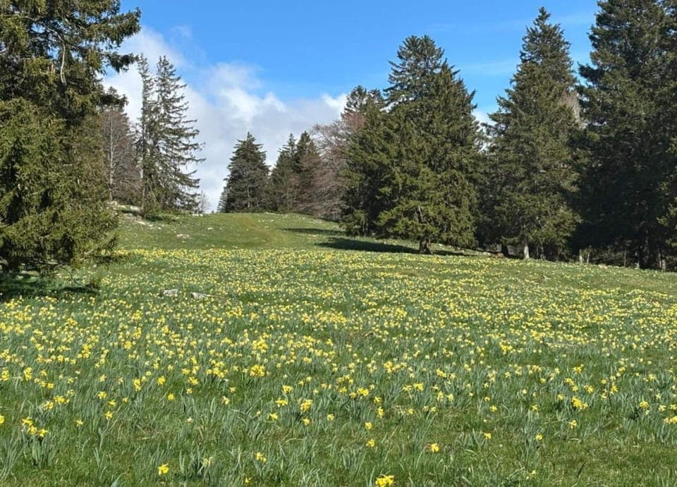Bungalow | View from property