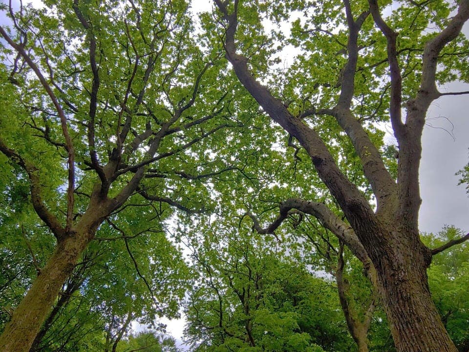 House | Miscellaneous