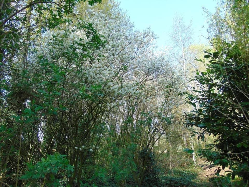 Region [summer] (>5 km)