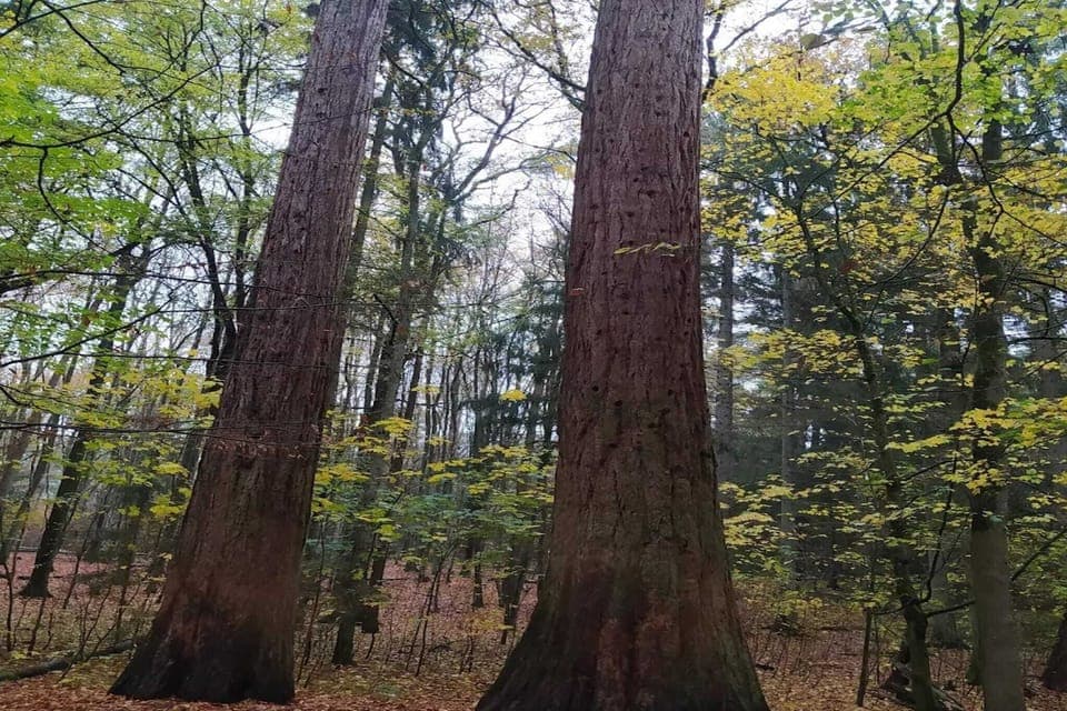 Region [summer] (>5 km)