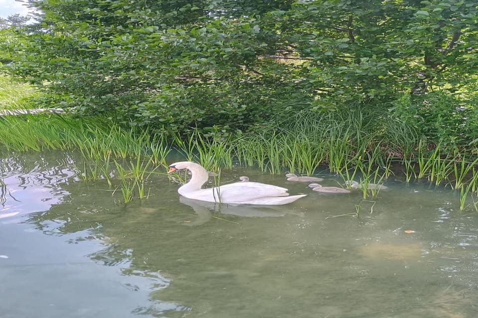 Immediate Surroundings [summer] (<1 km)