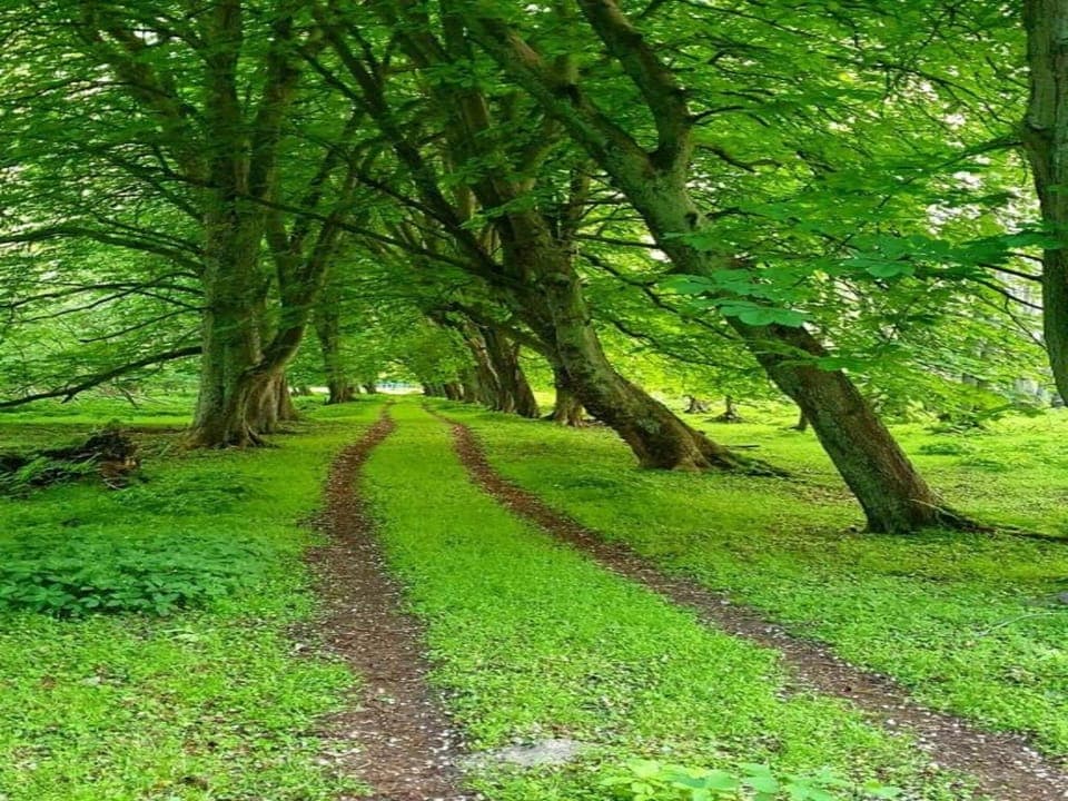 Region [summer] (>5 km)