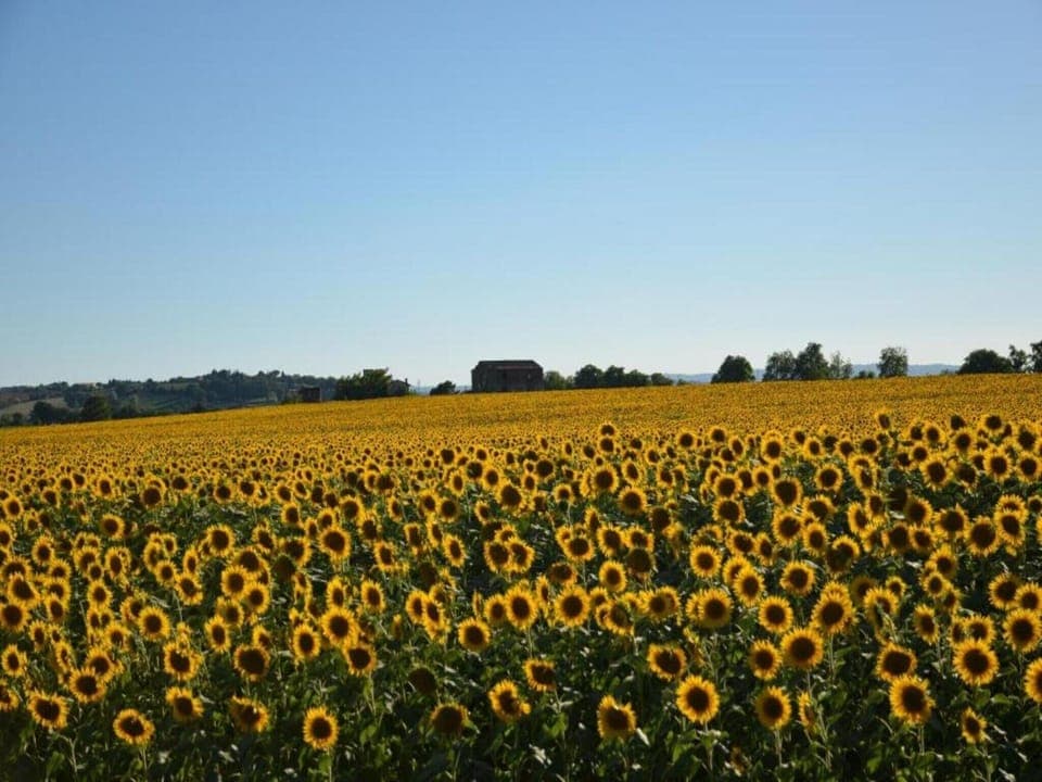 Region [summer] (>5 km)