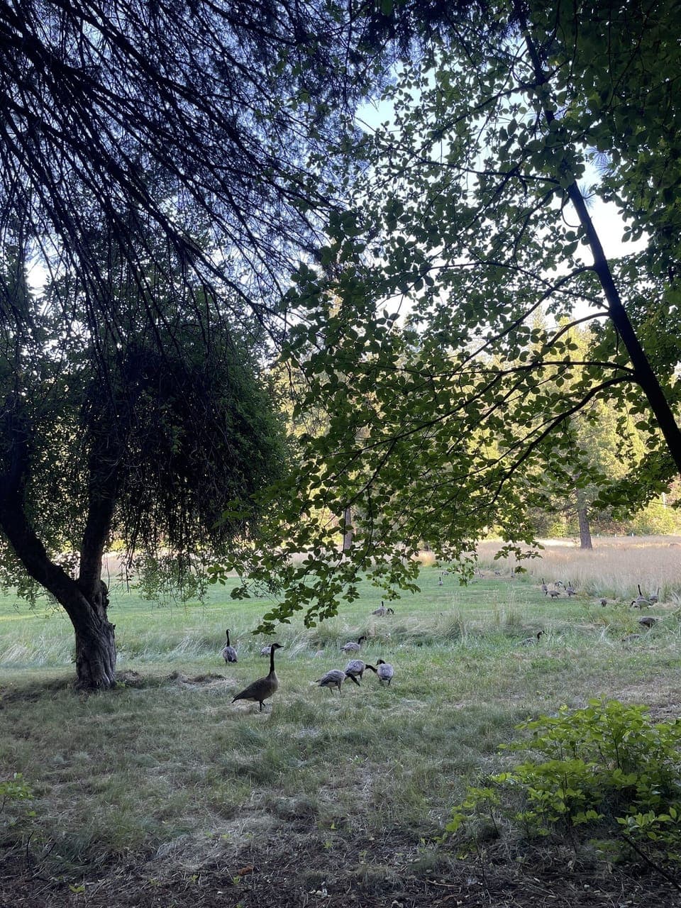 Enjoy the backyard that opens to Meadow. Dear, Geese, and even an occasional bear can be sited.