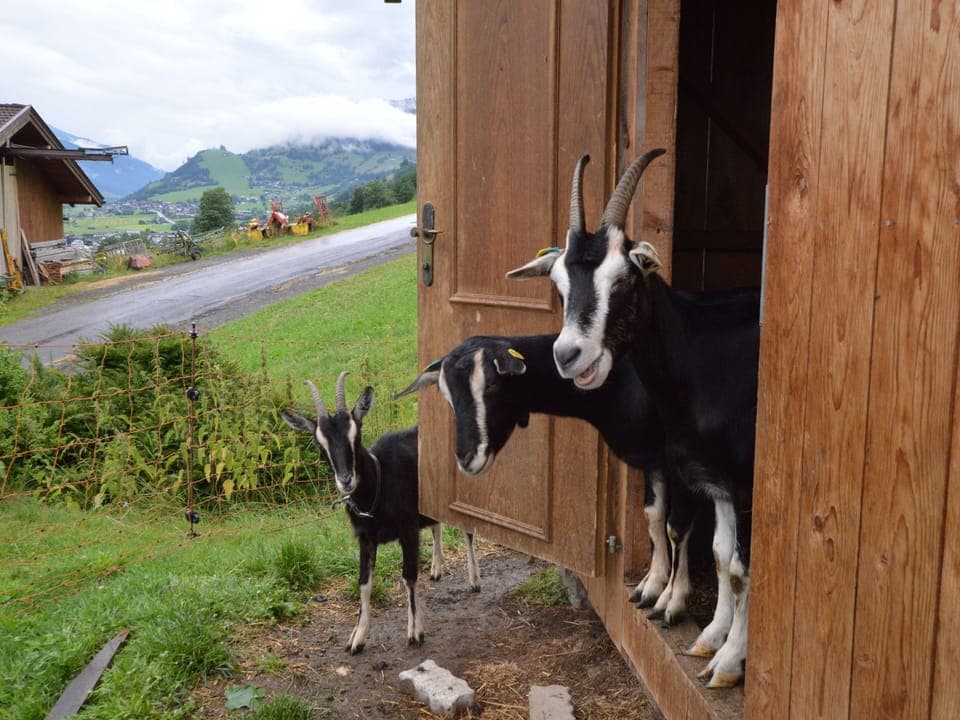 View from Holiday Home [summer]