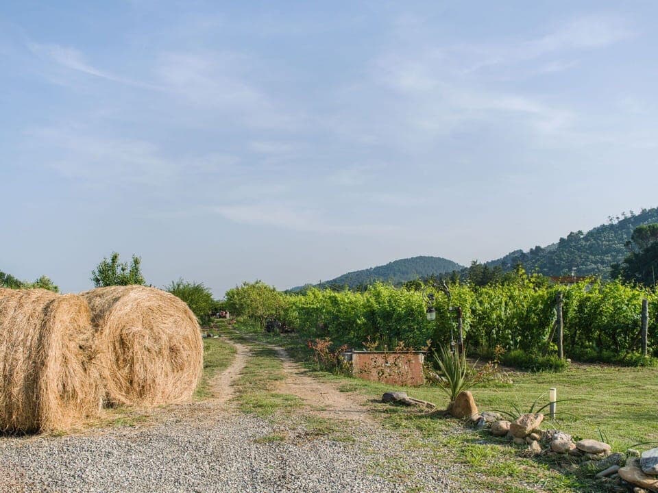 Hill, Rural Area, Plant Community, Land Lot, Plantation, Field, Hill Station, Agriculture, Soil