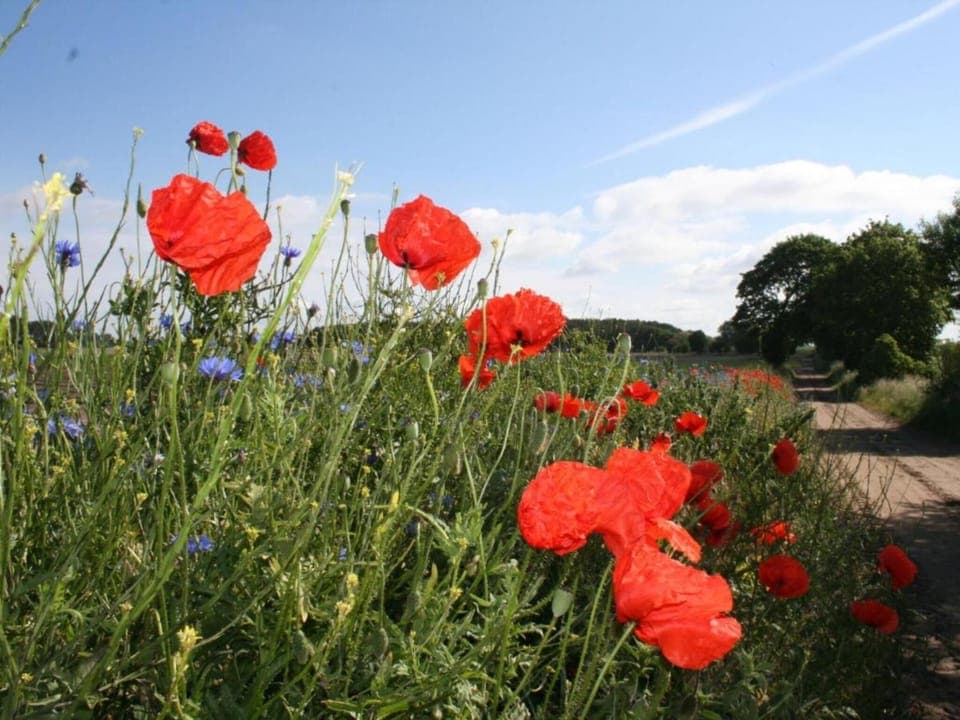 View from Holiday Home [summer]
