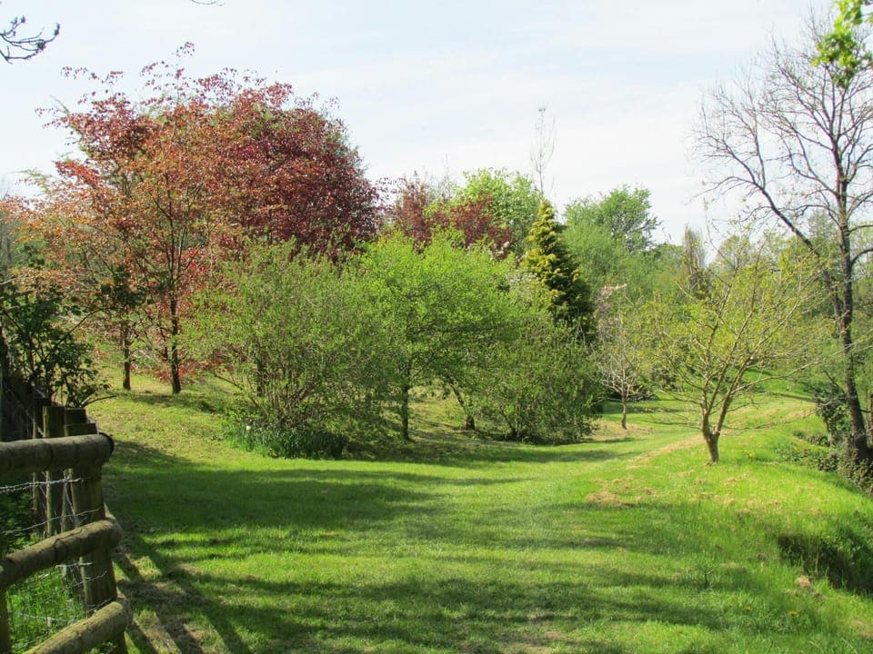 Walks through mature trees alongside the river