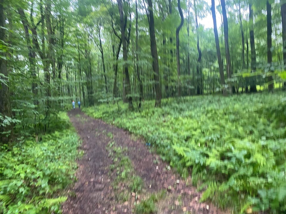 Forest trails. We have 5 marked walking/hiking/mountain bike trails!