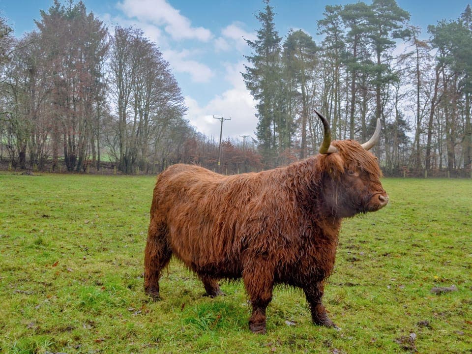 Surrounding area | The Coach House - Ardblair Castle Cottages, Blairgowrie